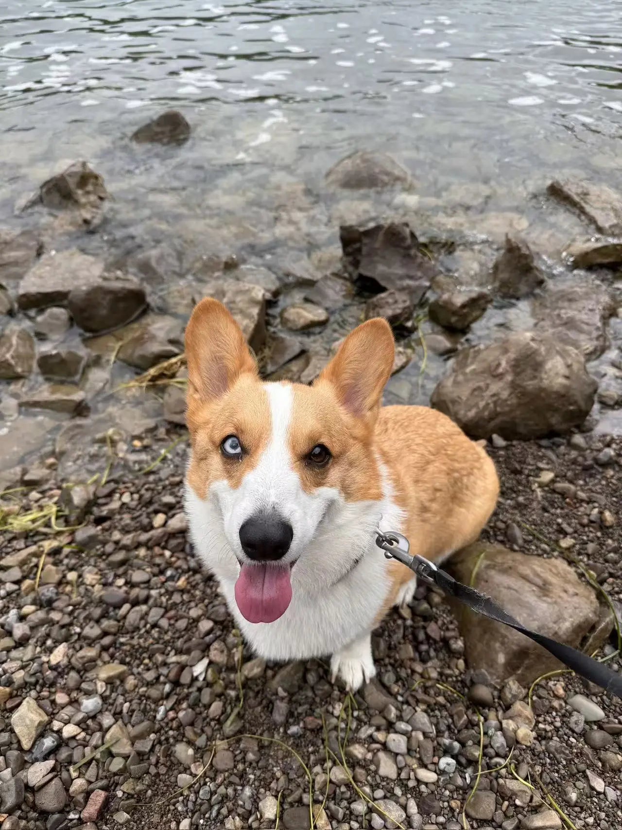 Dog Drop-In Care