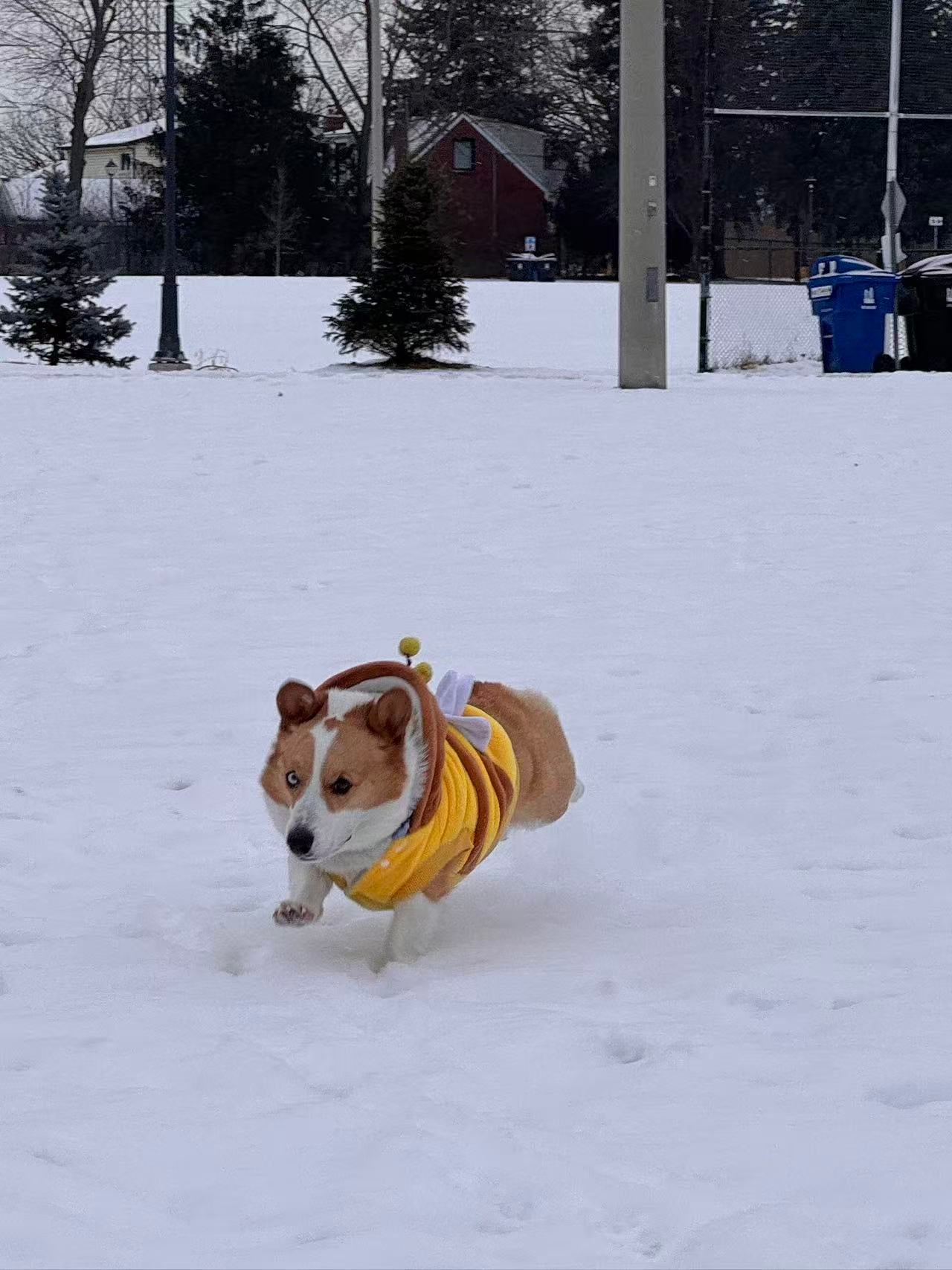 Dog Drop-In Care