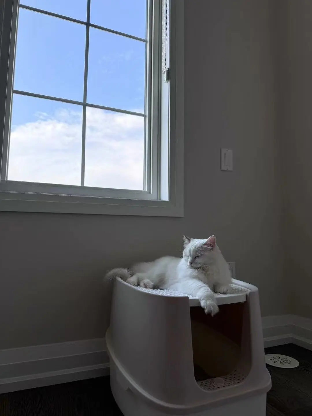 Cat Drop-In Care