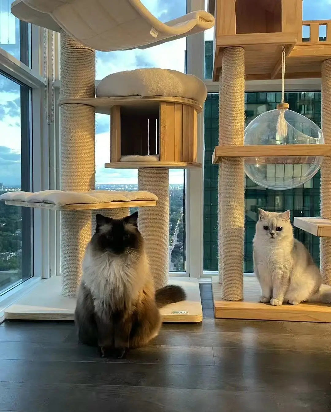 Cat Drop-In Care