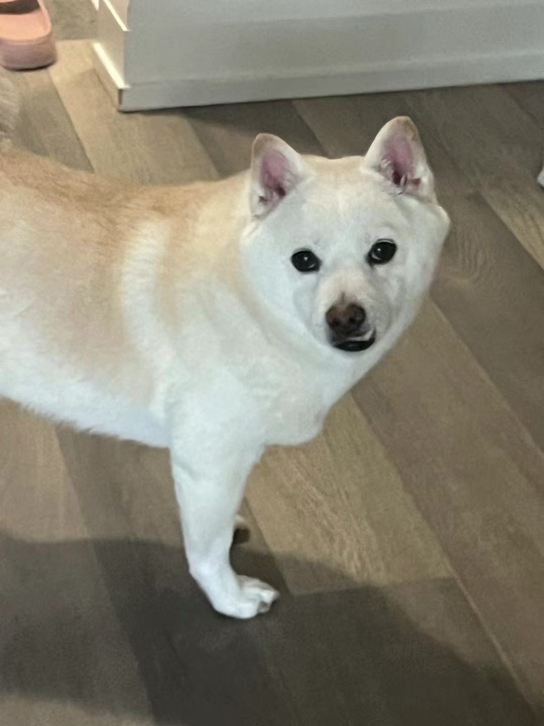 Dog Drop-In Care