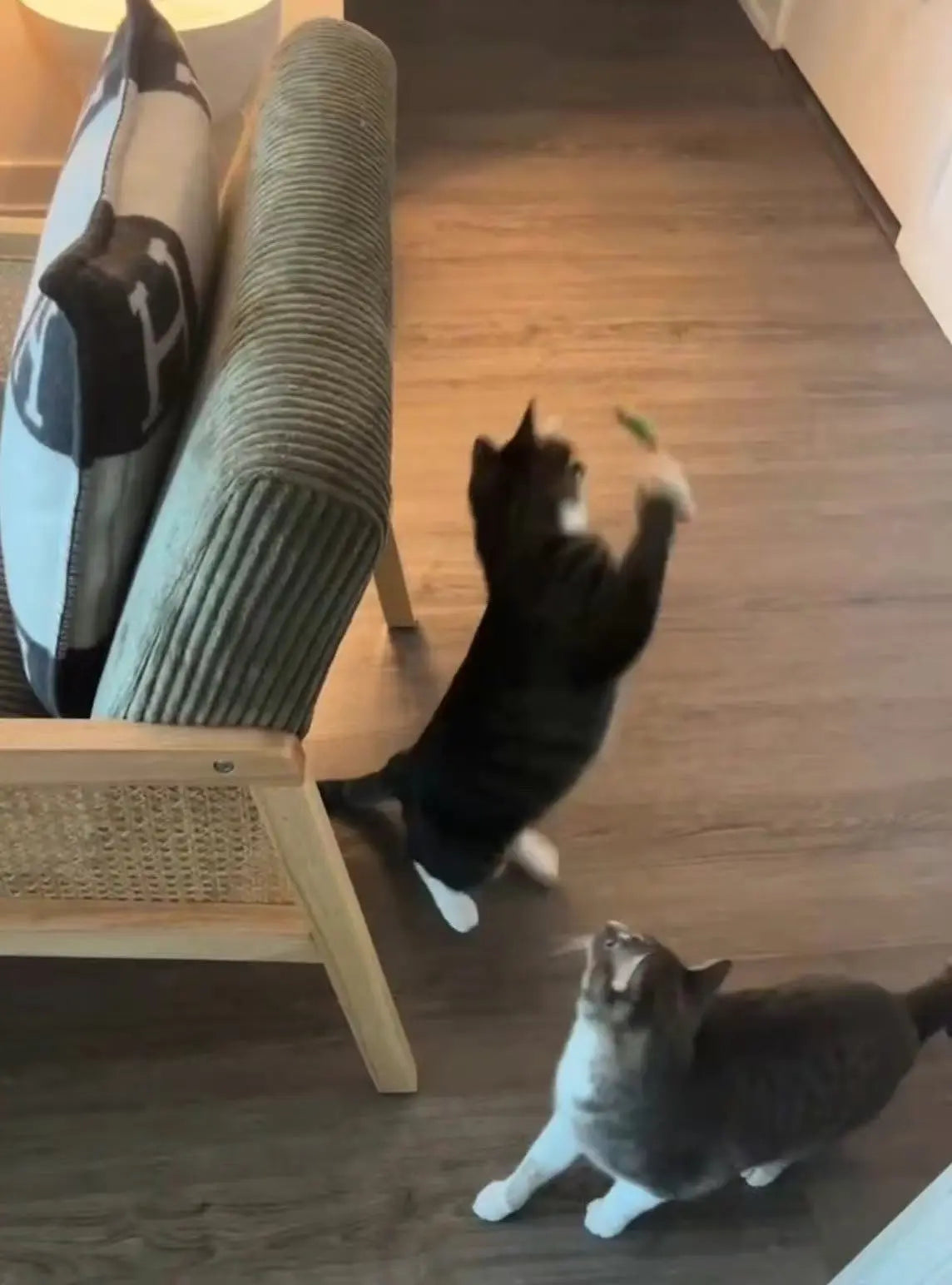 Cat Drop-In Care