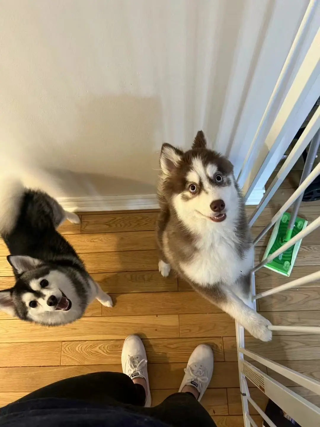 Dog Drop-In Care