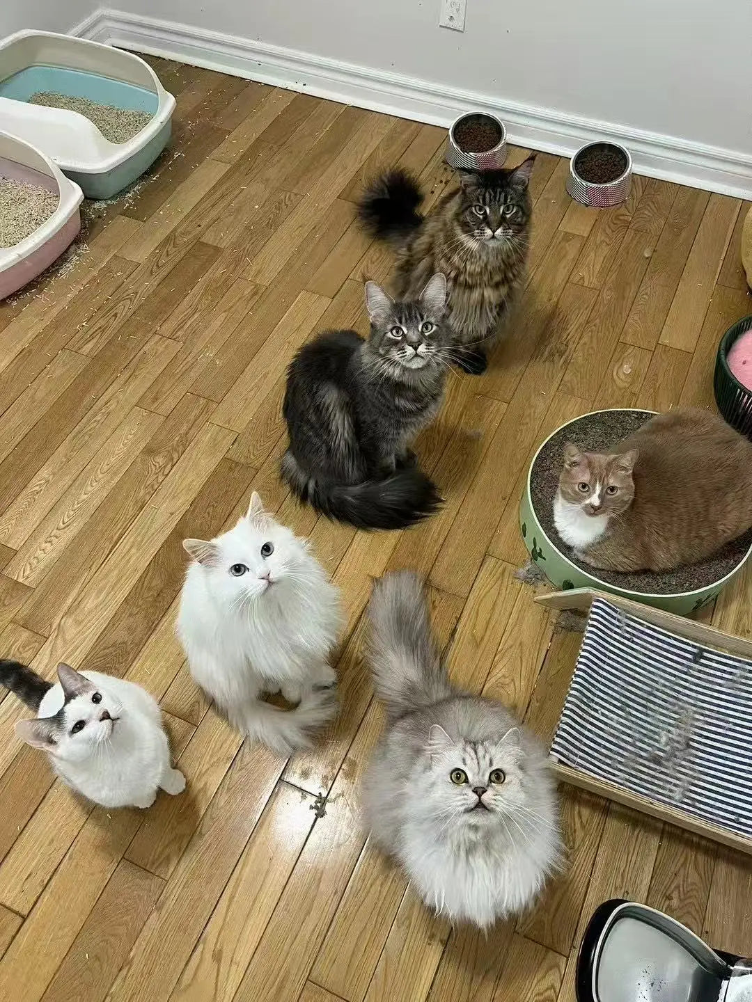 Cat Drop-In Care