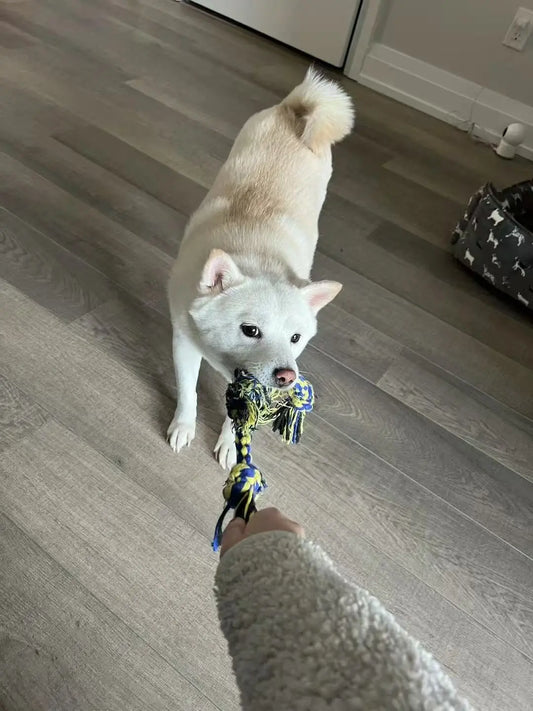 Dog Drop-In Care