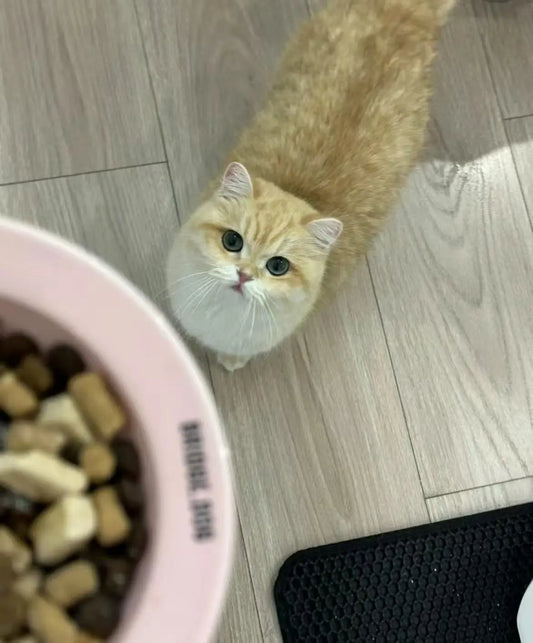 Cat Drop-In Care