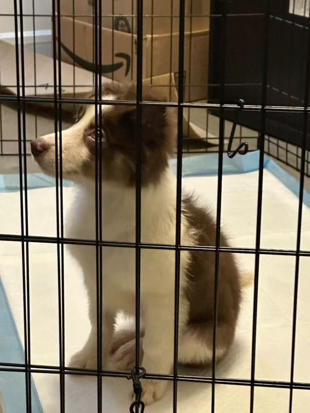 Dog Drop-In Care