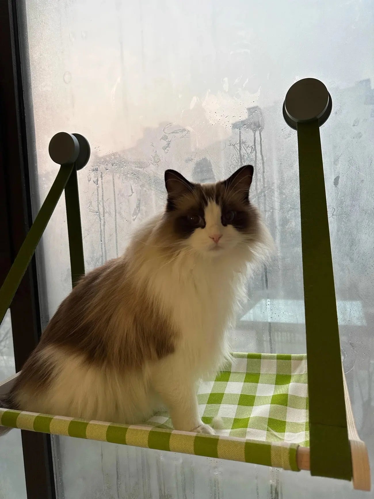 Cat Window Hammock Forpaws
