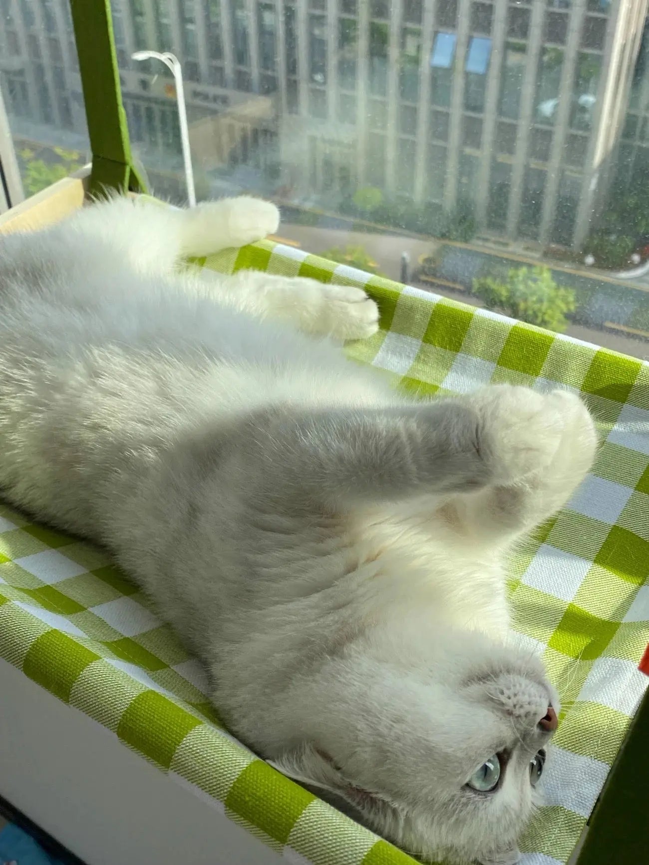 Cat Window Hammock Forpaws