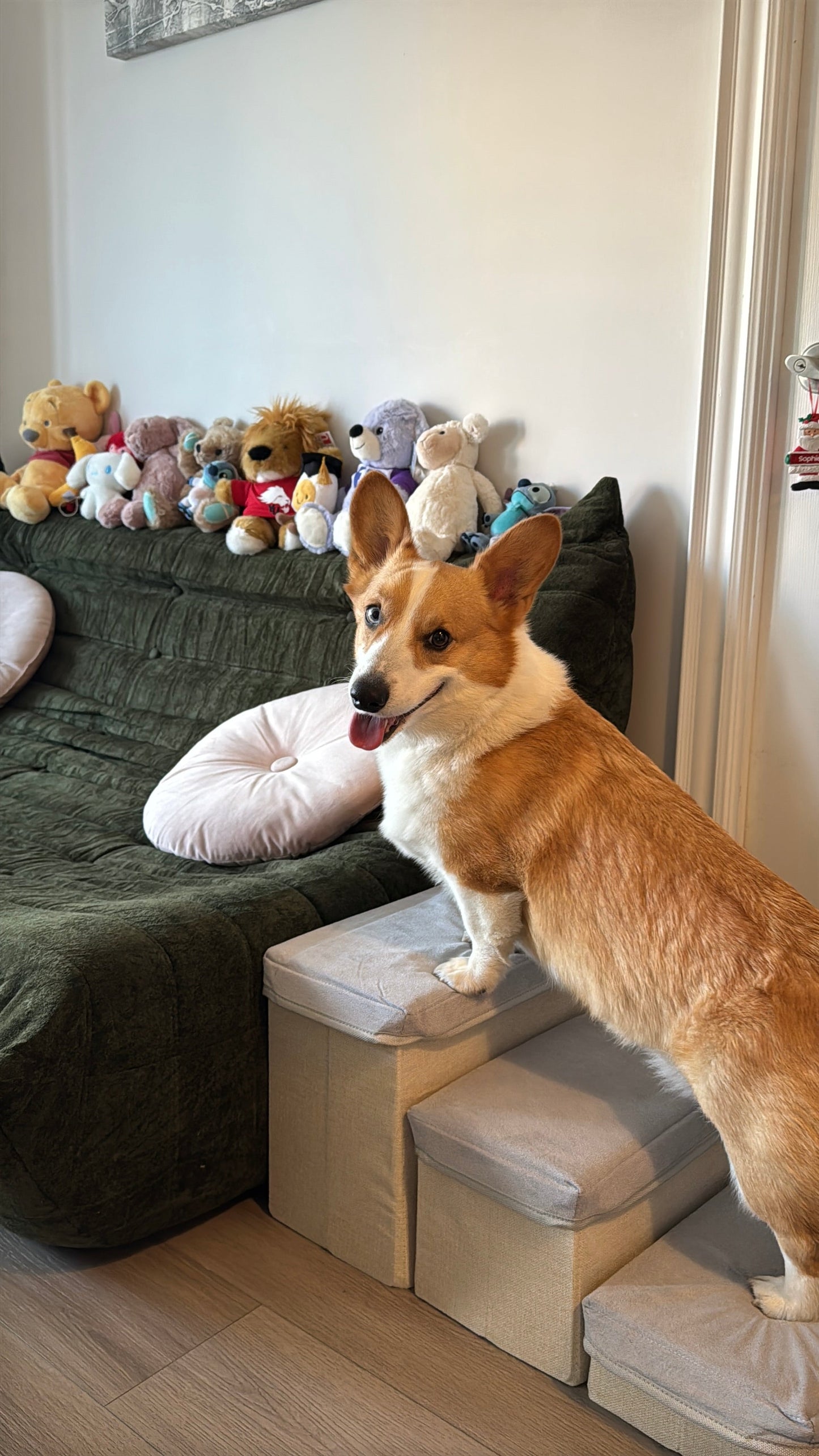 Portable Pet Stairs Forpaws