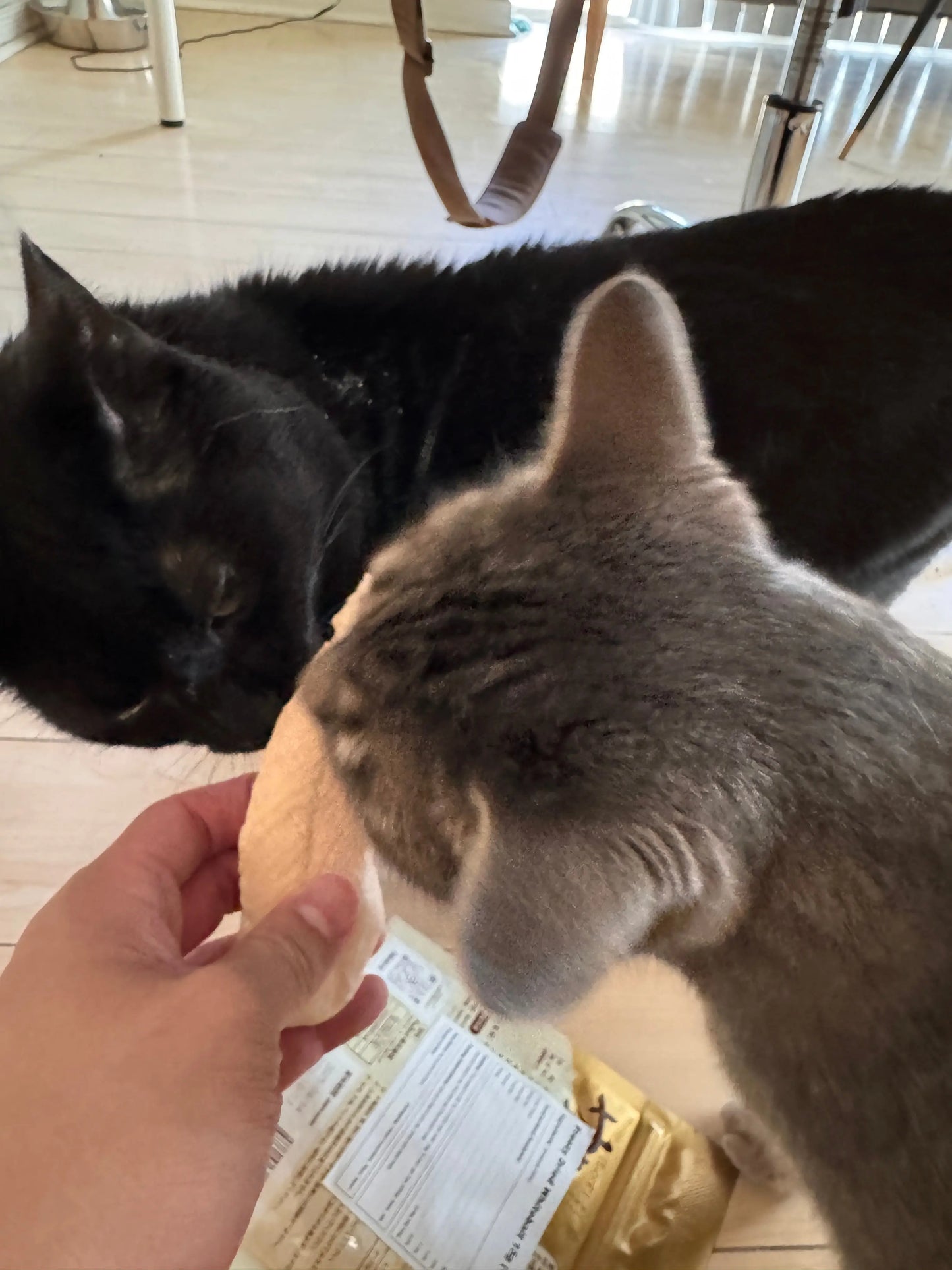 Cat Drop-In Care