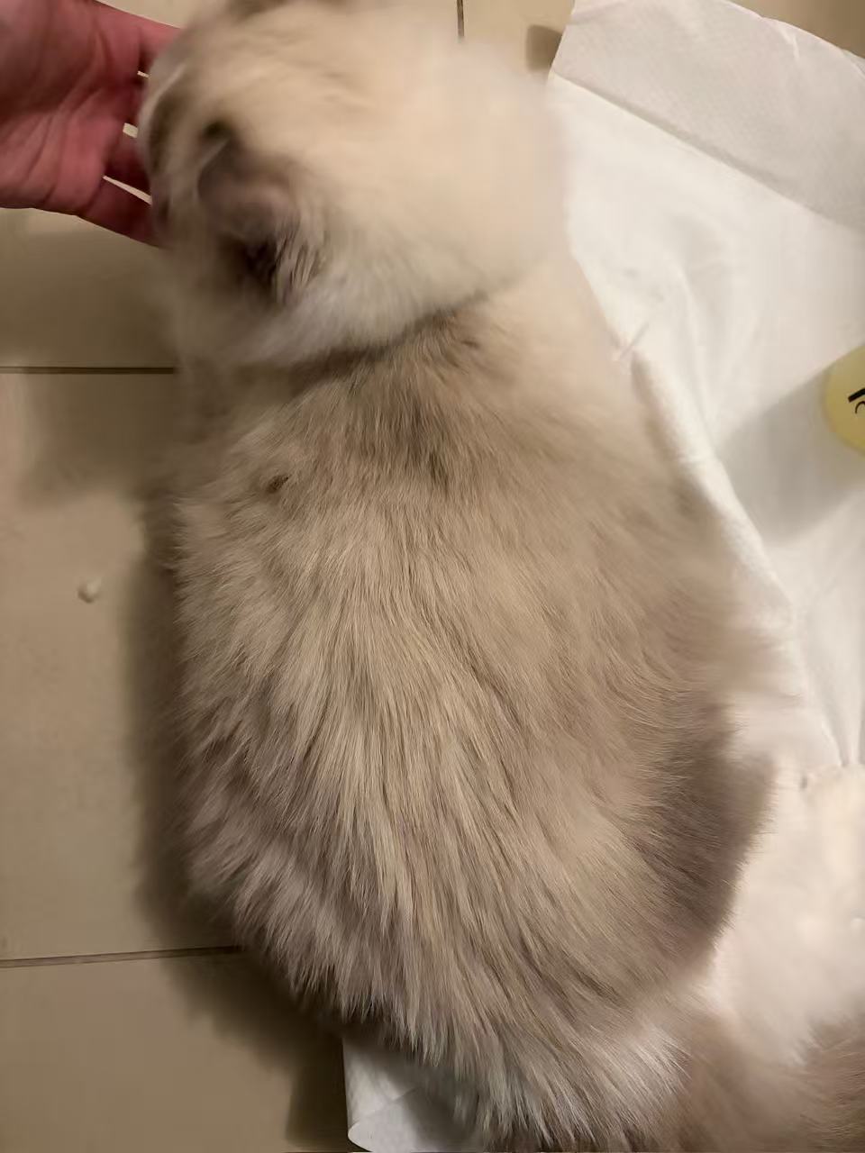 Brushed fur sits more smoothly along the back.