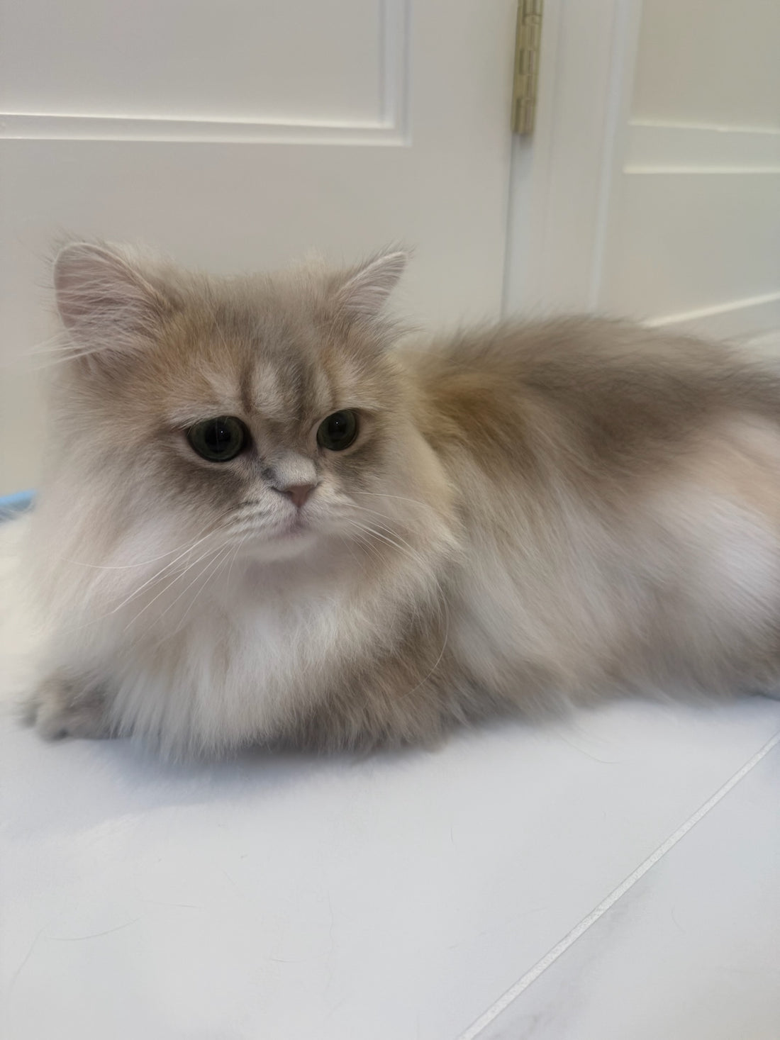 A fluffy ruff and a more even, brushed finish.