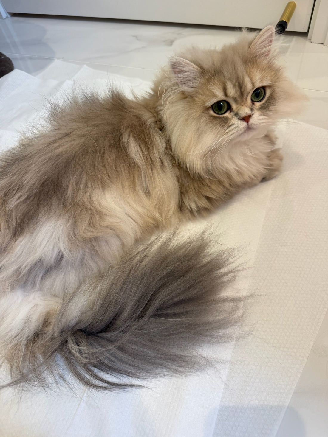 Uneven tufts along the sides and tail.
