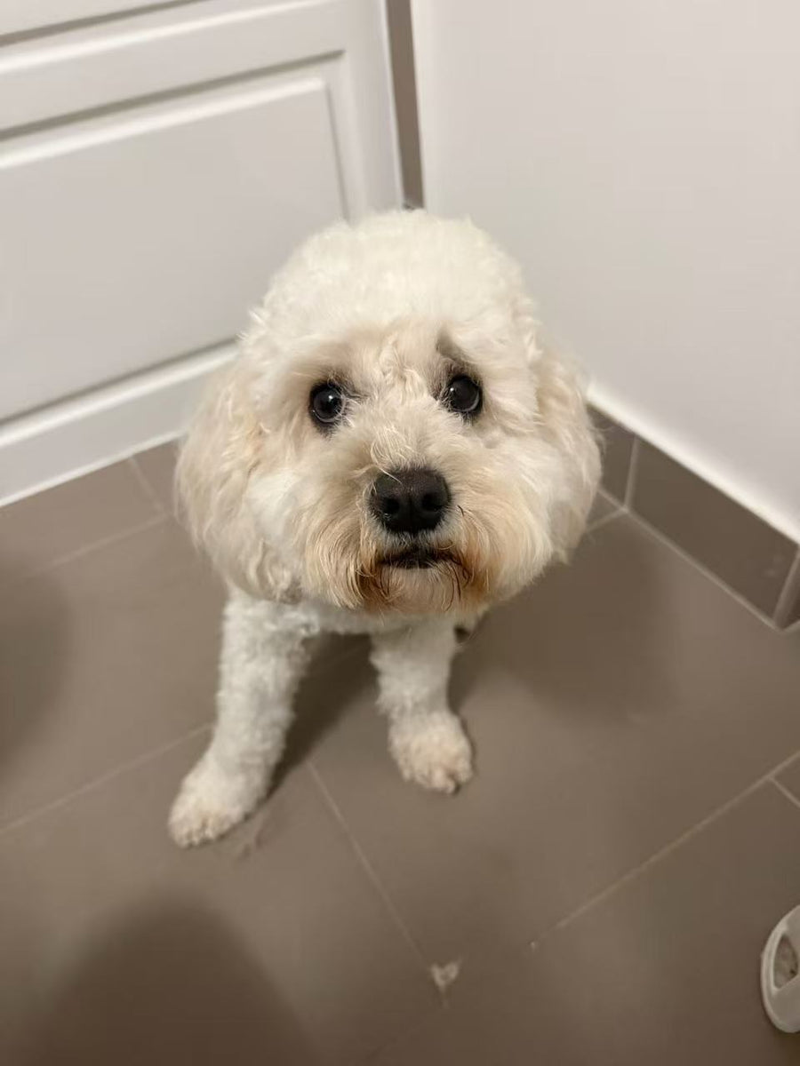 A freshly groomed ForPaws dog at home