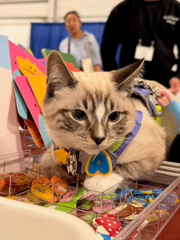 Cat wearing a Tagtail necklace with a blue letter A charm at Pet Expo